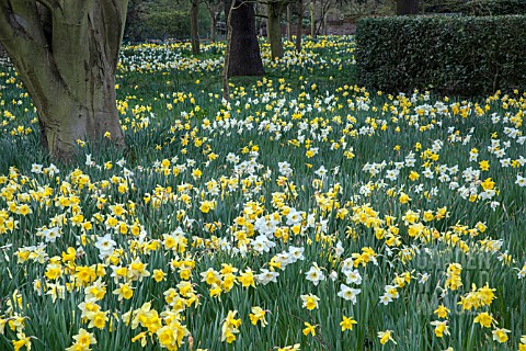 NARCISSUS_NATURALISED_IN_GRASS