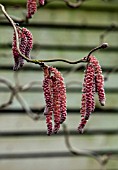 CORYLUS AVELLANA RED MAJESTIC