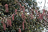 CORYLUS AVELLANA RED MAJESTIC