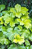 ACANTHUS MOLLIS HOLLARDS GOLD (SYN. ACANTHUS MOLLIS FIELDINGS GOLD)