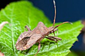 COREUS MARGINATA, DOCK BUG ON RASPBERRY LEAF