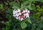 VIBURNUM X BURKWOODII ANNE RUSSELL AGM