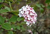 VIBURNUM X BURKWOODII ANNE RUSSELL AGM