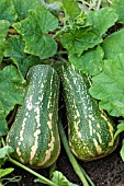 WINTER SQUASH BARBARA (BUTTERNUT F1)