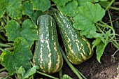 WINTER SQUASH BARBARA (BUTTERNUT F1)