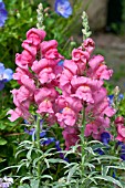 ANTIRRHINUM ETERNAL MAGENTA