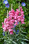 ANTIRRHINUM ETERNAL MAGENTA