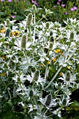 ERYNGIUM GIGANTEUM SILVER GHOST AGM