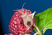 COREUS MARGINATA, DOCK BUG ON RASPBERRY