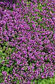 THYMUS SERPHYLLUM COCCINEUS