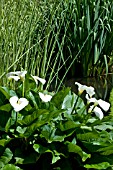 ZANDTEDESCHIA AETHIOPICA CROWBOROUGH AGM