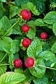 ALPINE STRAWBERRY - FRAGARIA VESCA