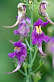 LINARIA TRIORNITHOPHORA