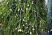 RHIPSALIS CASSUTHA
