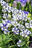 GENTIANA SCABRA HAKUJU