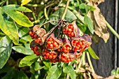 BOMAREA MULTIFLORA SEED HEAD