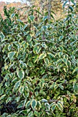 CORNUS SERICA HEDGEROW GOLD