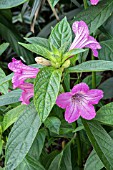 RUELLIA MACRANTHA