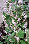 PLECTRANTHUS FRUTICOSA JAMES