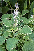 PLECTRANTHUS HADIENSIS VAR. TOMENTOSUS PENGE