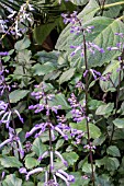 PLECTRANTHUS BLUE ANGEL EDELBLAU (CAPE ANGEL SERIES)