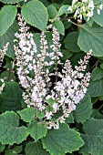 PLECTRANTHUS FRILLS