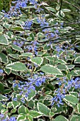 PLECTRANTHUS PARVIFLORUS BLUE SPIRES