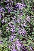 PLECTRANTHUS SACCATUS