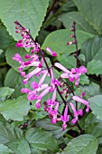 PLECTRANTHUS CAPE ANGEL PINK