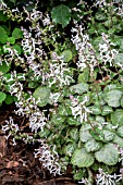 PLECTRANTHUS OERTENDAHLII UVONGO