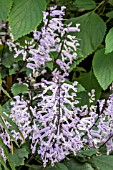 PLECTRANTHUS MONA LAVENDER