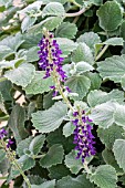 PLECTRANTHUS NICOLETTE