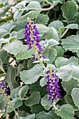 PLECTRANTHUS NICOLETTE