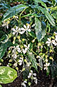 CLERODENDRON WALLICHII