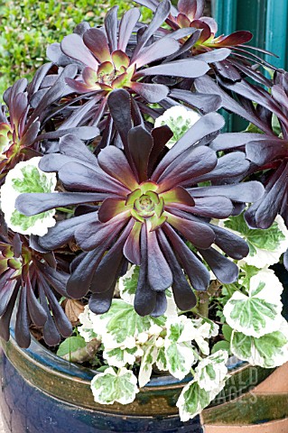 SUMMER_CONTAINER_PLANTED_WITH_VARIEGATED_PELARGONIUM_AND_AEONIUM_ZWARTKOP_AGM