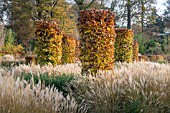 AUTUMN COLOUR AT RHS WISLEY GARDENS