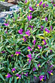 POLYGALA CHAMAEBUXUS