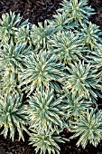 EUPHORBIA CHARACIAS TASMANIAN TIGER PBR