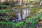 WOODLAND BOG