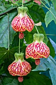 ABUTILON RED TIGER