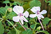 IMPATIENS PSEUDOVIOLA