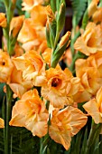 GLADIOLUS OVAITE