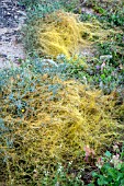 CUSCUTA SP. GROWING AFTER RAINS IN CANARY ISLANDS