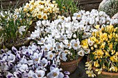 CROCUS IN POTS