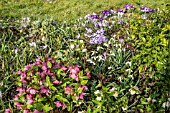 WINTER FLOWER BORDER