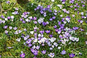 CROCUS CHRYSANTHUS HYBRIDS NATURALISED