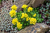 SAXIFRAGA JUNIPERIFOLIA SANCTA