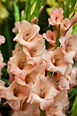 GLADIOLUS NEW ELEGANCE