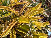 ZAMIA FURFURACEA