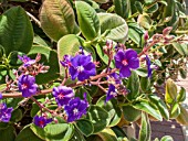 TIBOUCHINA HETEROPHYLLA